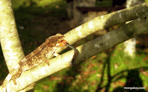 Panther Chameleon catching insect with tongue (Andasibe)