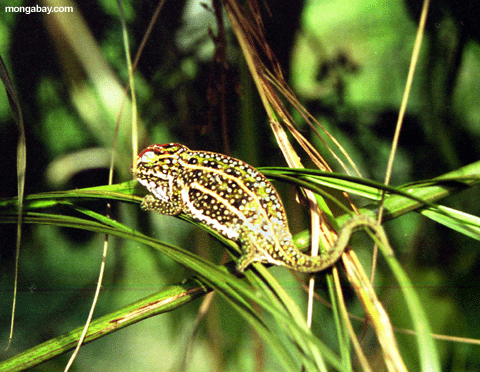 Furcifer campani chameleon (Andasibe)