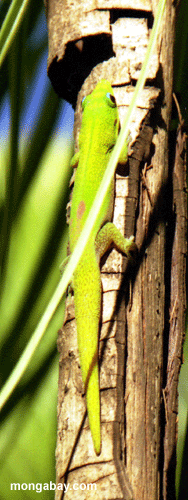 Day gecko on tree trunk (Nosy Komba)