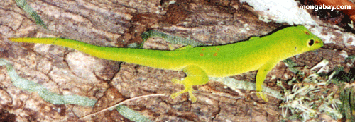 Phelsuma day gecko on ground (Nosy Komba)