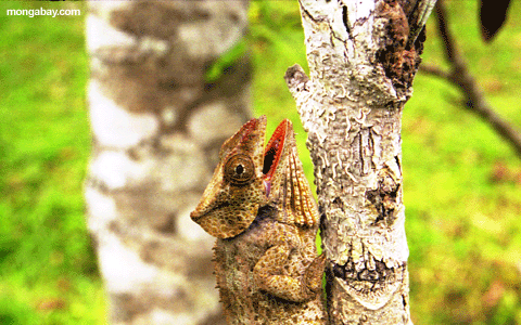 Panther chameleon having just swallowed insect (Andasibe)