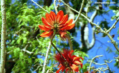 orange flowers (Nosy Komba)