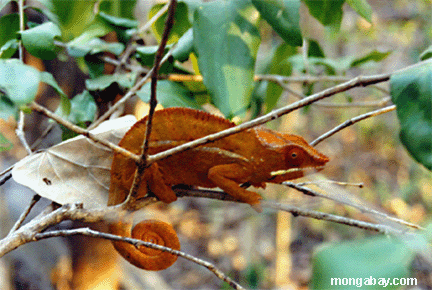 orange panther chameleon (Ankarana)