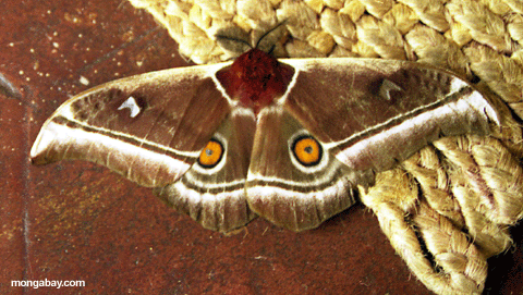 perinet moth (Perinet)