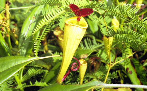 pitcher plant (Perinet)