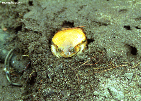 tomato frog burrow (Maroantsetra)