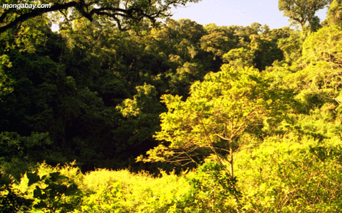 yellow trees forest (Ankarana)