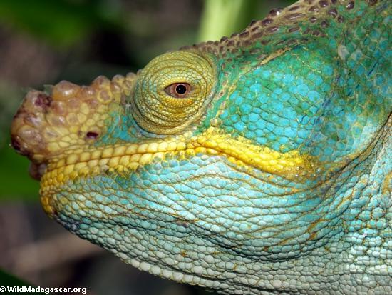 Calumma parsonii chameleon