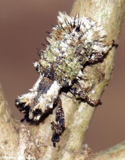 lutinus beetle (Andasibe)