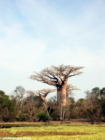 Baobabs near pond (Morondava) [baobabs0009]