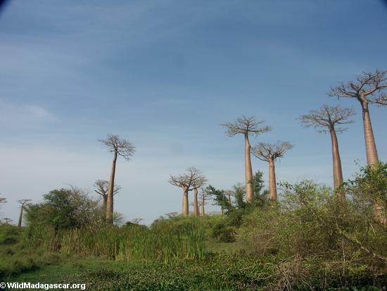 Baobabs (Morondava) [baobabs0016]