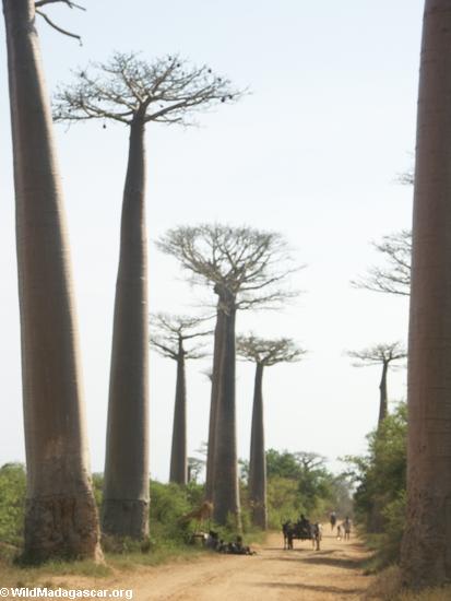 Baobabs (Morondava) [baobabs0022]