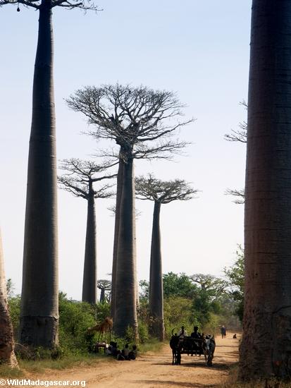 Baobabs (Morondava) [baobabs0023]