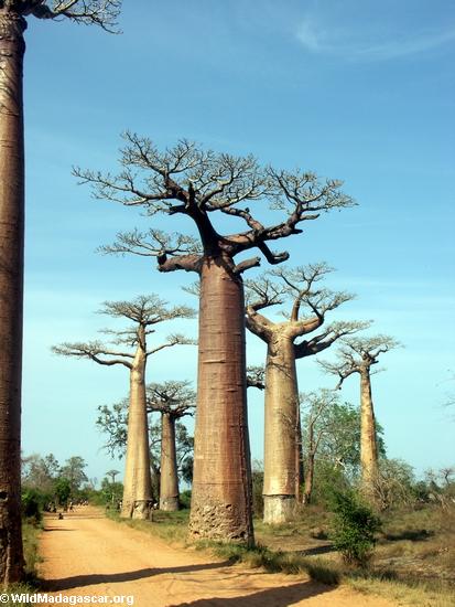 Baobabs (Morondava) [baobabs0026]