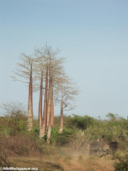 Baobabs (Morondava) [baobabs0031]