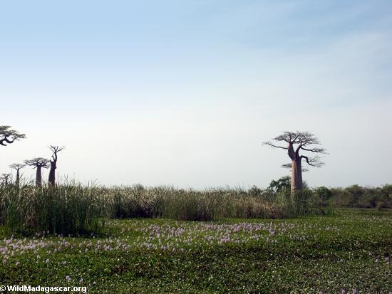 Baobabs (Morondava) [baobabs0032]