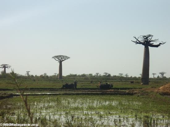 Baobabs (Morondava) [baobabs0035]