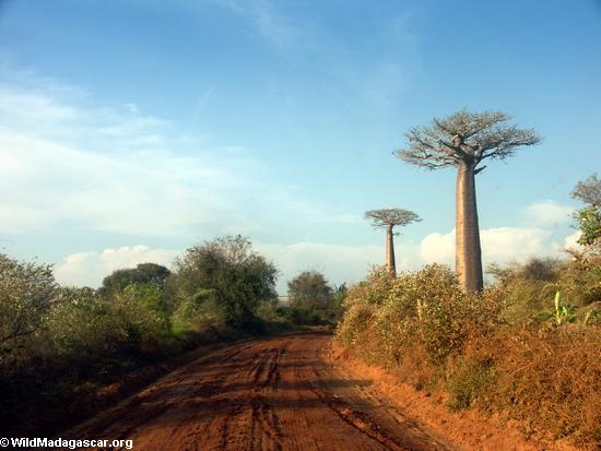 Baobabs (Morondava) [baobabs0078]