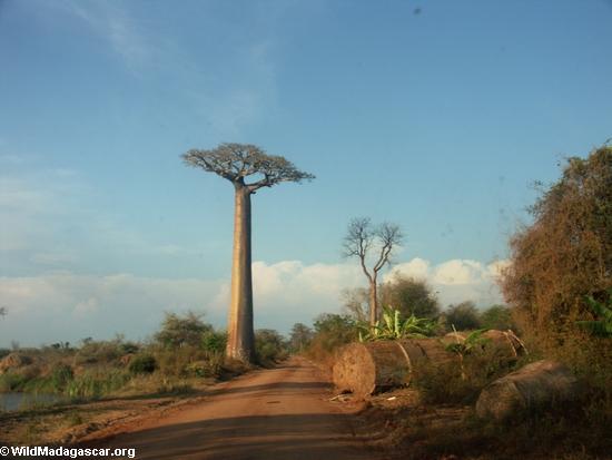 Baobabs (Morondava) [baobabs0080]
