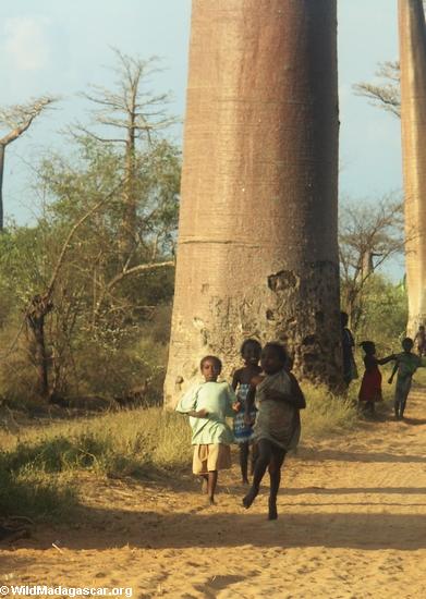 Baobabs with children (Morondava)