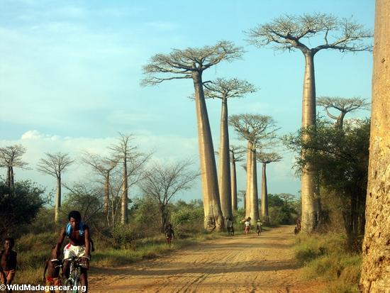 Baobabs (Morondava) [baobabs0085]