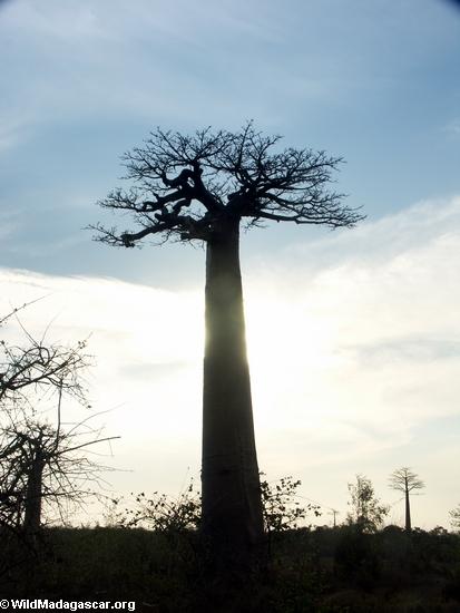 Baobabs (Morondava) [baobabs0087]