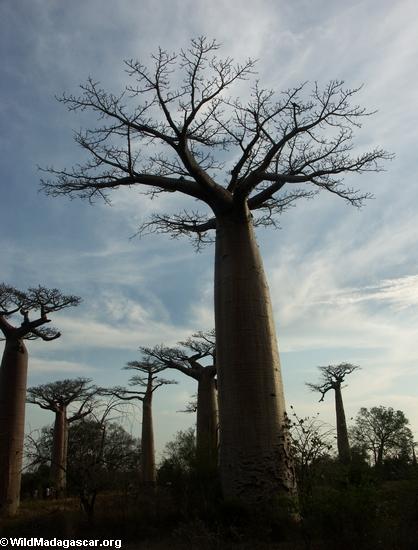 Baobabs (Morondava) [baobabs0088]
