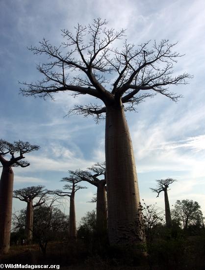 Baobabs (Morondava) [baobabs0088a]