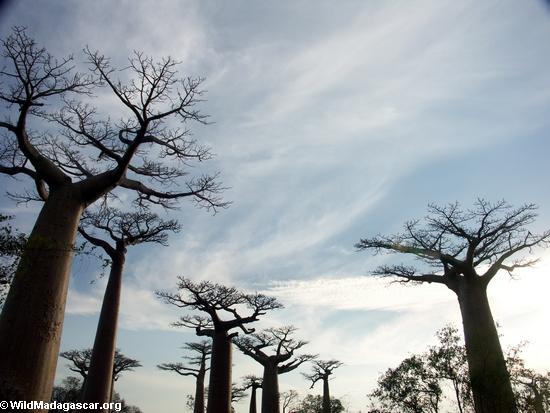 Baobabs (Morondava) [baobabs0090]