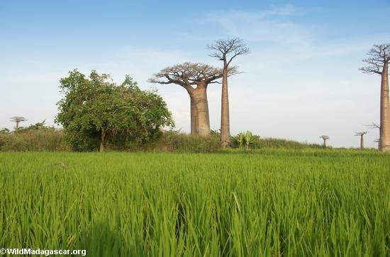 Baobabs with rice paddies (Morondava)