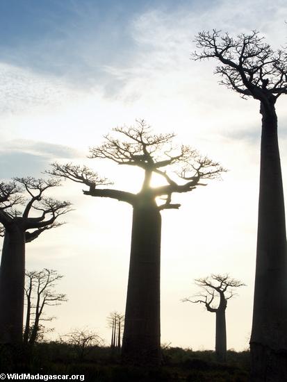 Baobabs (Morondava) [baobabs0100]