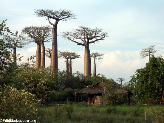 Baobabs (Morondava) [baobabs0101]