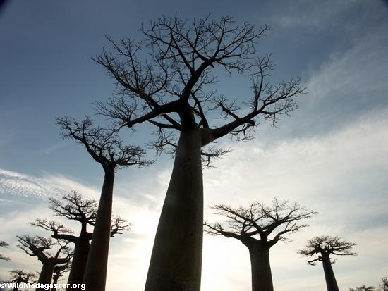Baobabs (Morondava) [baobabs0102]