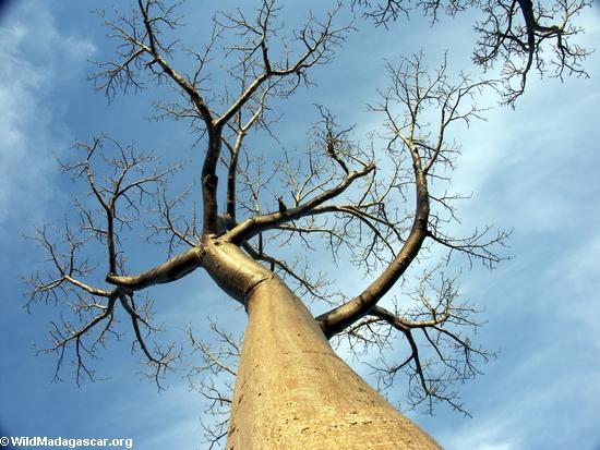 Baobabs (Morondava) [baobabs0103]