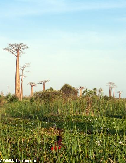 Baobabs (Morondava) [baobabs0108]