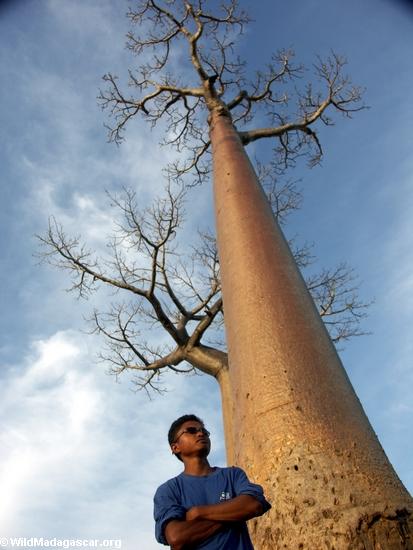 Benja with baobabs (Morondava) [baobabs0112]