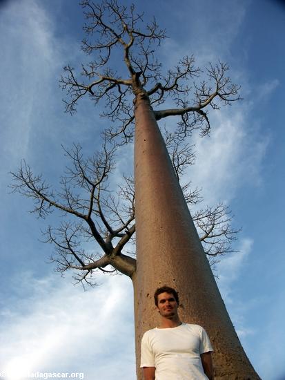 Baobabs (Morondava) [baobabs0117]