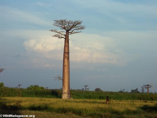 Baobabs (Morondava) [baobabs0118]