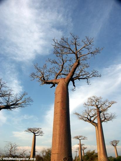 Baobabs (Morondava) [baobabs0120]