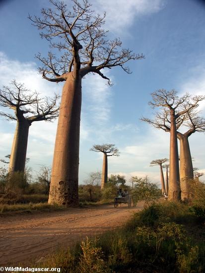Baobabs (Morondava) [baobabs0122]
