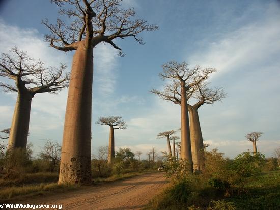 Baobabs (Morondava) [baobabs0123]