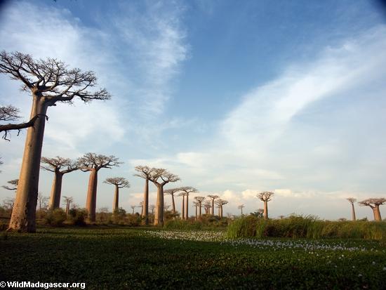Baobabs (Morondava) [baobabs0128]
