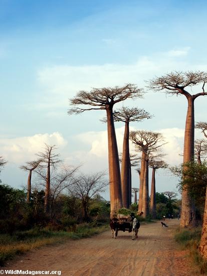 Baobabs (Morondava) [baobabs0140]