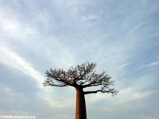 Baobabs (Morondava) [baobabs0141]