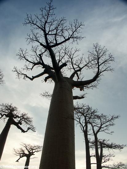 Baobabs (Morondava) [baobabs0144]