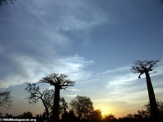 Baobabs (Morondava) [baobabs0145a]