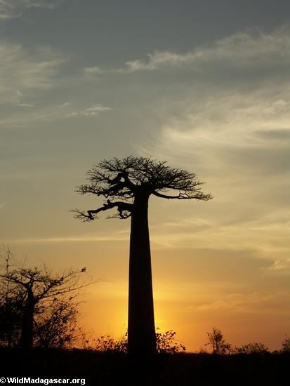 Baobabs (Morondava) [baobabs0146]