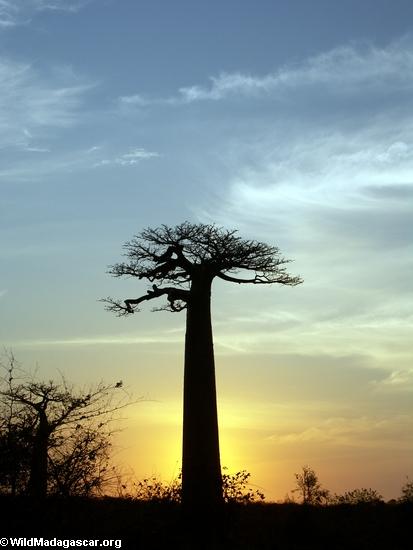 Baobabs (Morondava) [baobabs0146a]