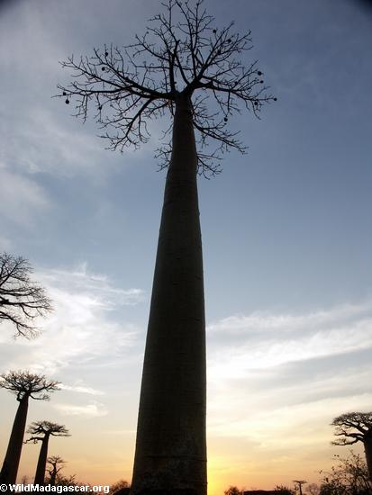 Baobabs (Morondava) [baobabs0147]