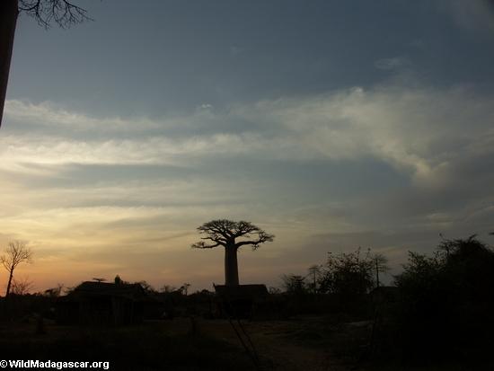 Baobabs (Morondava) [baobabs0148]